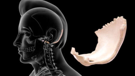 3D Illustration, Muscle is a soft tissue, Muscle cells contain proteins, producing a contraction...