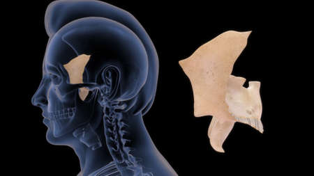 Human Skull Bone Sphenoid Positionの写真素材