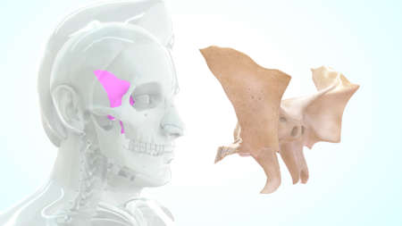 Human Skull Bone Sphenoid Position