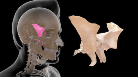 Human Skull Bone Sphenoid Positionの写真素材