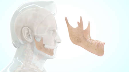 Human Skull Bone mandible Positionの写真素材