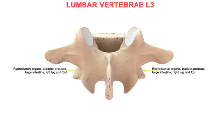 Vertebrae Column - Lumbar Vertebrae L3. 3d illustrationの写真素材