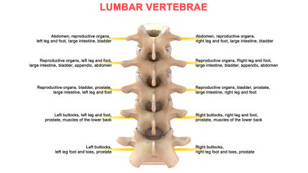Lumbar Vertebrae contains 5 bones L1, L2, L3, L4 and L5の写真素材