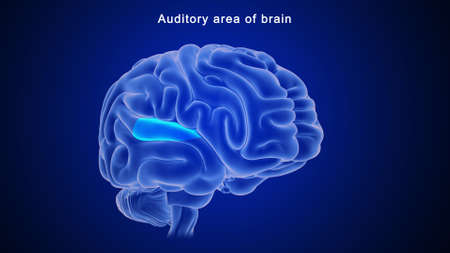 Auditory area of Human Brain