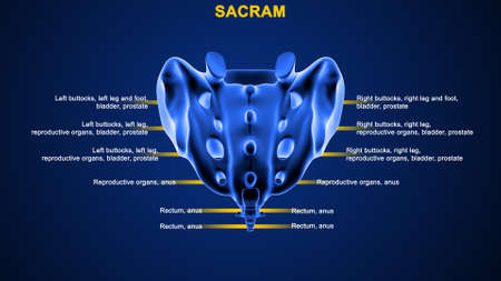 Human Vertebral column bone Sacrumの写真素材