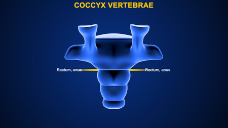 Human skeleton anatomy Coccyx Vertebrae. 3d illustrationの写真素材