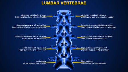 Lumbar Vertebrae - Anatomy of the Skeletal Systemの写真素材