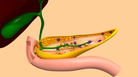 Human pancreas anatomy 3D illustration