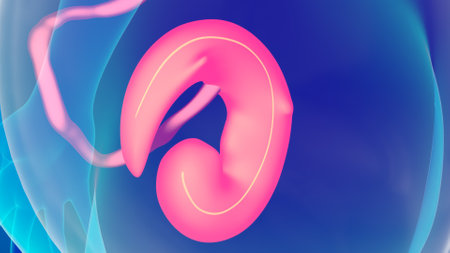 Human Ear Anatomy. 3D Illustration. Human Organsの写真素材