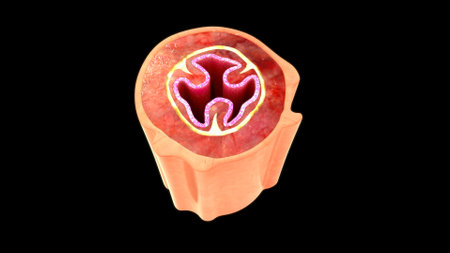 Human pancreas anatomy, 3D illustration. Human digestive systemの写真素材