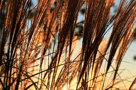 Grass backlit with setting sun in autumn