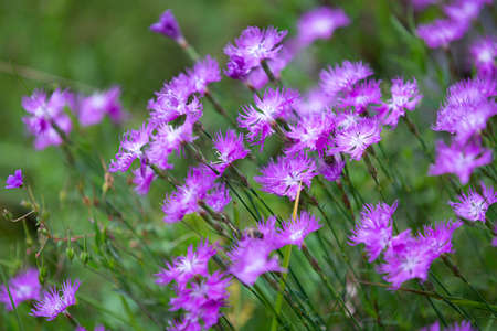 Mountain flowers surrounded by greenery. Pure and gentle.の写真素材