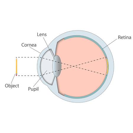 Human eye anatomy structure color scheme. Vector illustration flatのイラスト素材