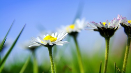Daisies in the sun with blue skyの写真素材