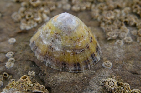 Limpets and Barnacles on a rocky northsea beach in Franceの写真素材