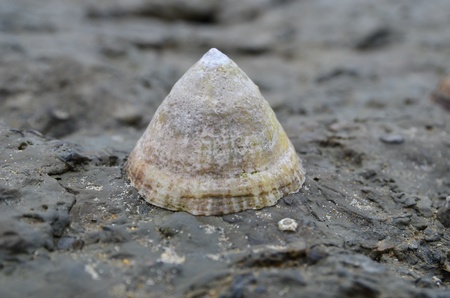 Limpet on a rocky northsea beach in Franceの写真素材