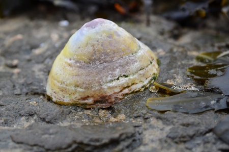 Limpet on a rocky northsea beach in Franceの写真素材
