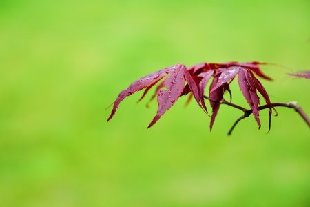 Red  Japanese maple leaves on a green background