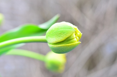 Yellow green tulip in early spring on gray background