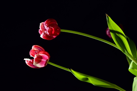 Two old red tulips on black の写真素材