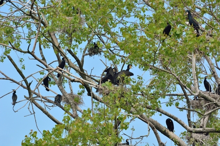 Cormorants on their nest with chicks in Bourgoyen in Ghent, Belgium