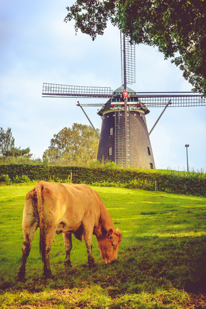 Windmill and cow in South Limburg,  Hollandの写真素材