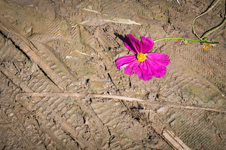 foot step on die flowerの写真素材