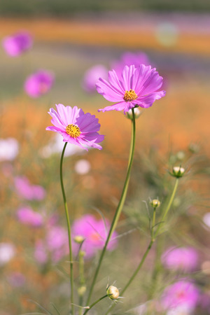 out focus backgroundの写真素材