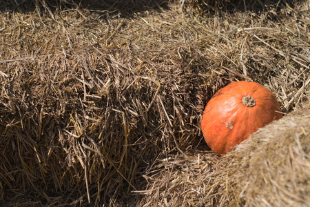 pumpkin hayの写真素材