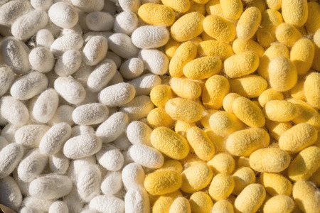 silkworm Silk Cocoon white yellowの写真素材