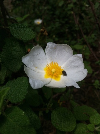 Bug on  a white flowerの素材