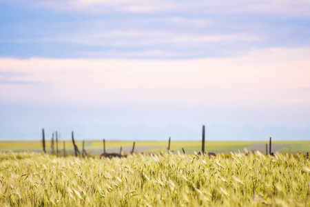 Qinghai Lake wheat fieldの写真素材