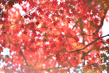 Benxi red leaves close up viewの写真素材