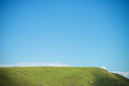 Qinghai grassland cattle and sheepの写真素材