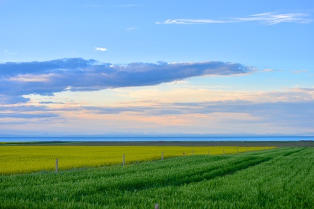 Qinghai Lake rape flowerの写真素材