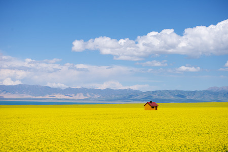 Qinghai Lake rape flowers