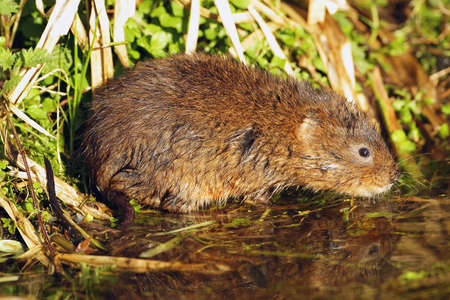 Water Voleの写真素材