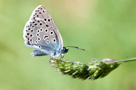Large Blueの写真素材