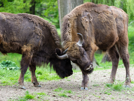 European bison  battleの写真素材