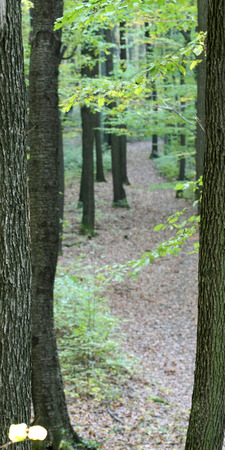 The road through the trees.