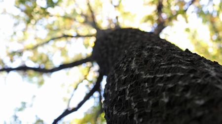 Looking to the crown of oak.