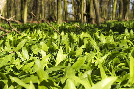 Healthy wild garlic, nature's pharmacy. Allium ursinum