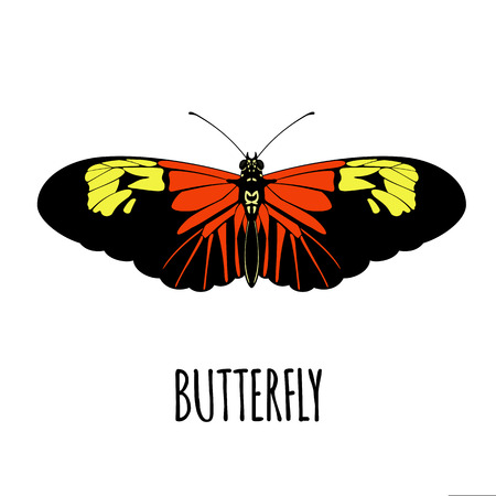 Realistic butterfly in flat style.  Butterfly isolated on white background. Vector illustrationのイラスト素材