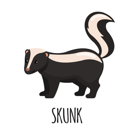 Cute Skunk in flat style isolated on white background. Vector illustration. Forest animal. Cartoon skunk.の写真素材