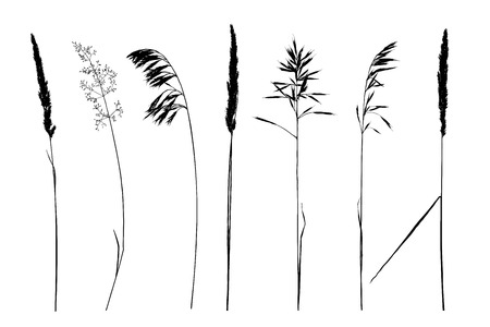 Set of hand drawn wild herbs silhouettes isolated on white background. Elegant wild plants for your design. Vector illustration.のイラスト素材