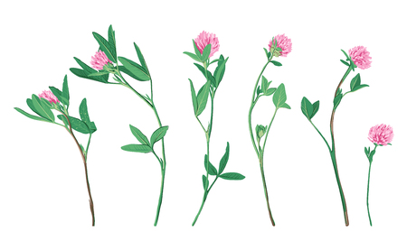 Hand drawn Clover flower set isolated on white background. Cute wild plant collection. Botanical sketch. Vector illustration.のイラスト素材