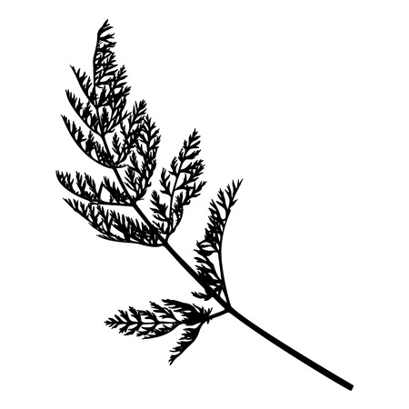 Wild herb silhouette isolated on white.のイラスト素材