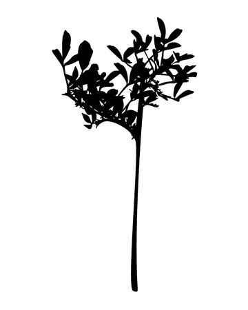 Wild herb silhouette isolated on white.のイラスト素材