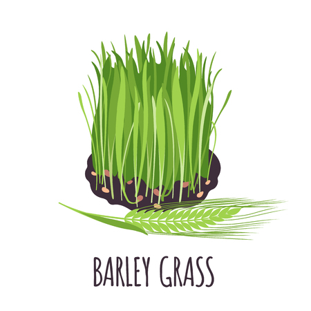 Barley grass vector in flat style. Isolated object. Superfood Barley grass medical herb. Vector illustration.のイラスト素材