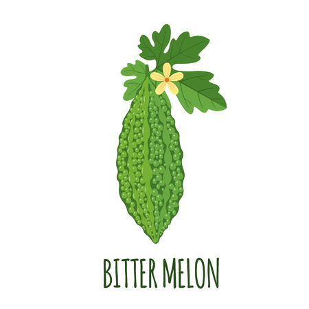 Bitter melon vector in flat style. Isolated object. Superfood Bitter melon medical fruit. Vector illustration.のイラスト素材